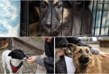 виставка прилаштування собак на БАМі