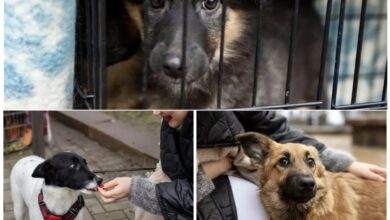 виставка прилаштування собак на БАМі