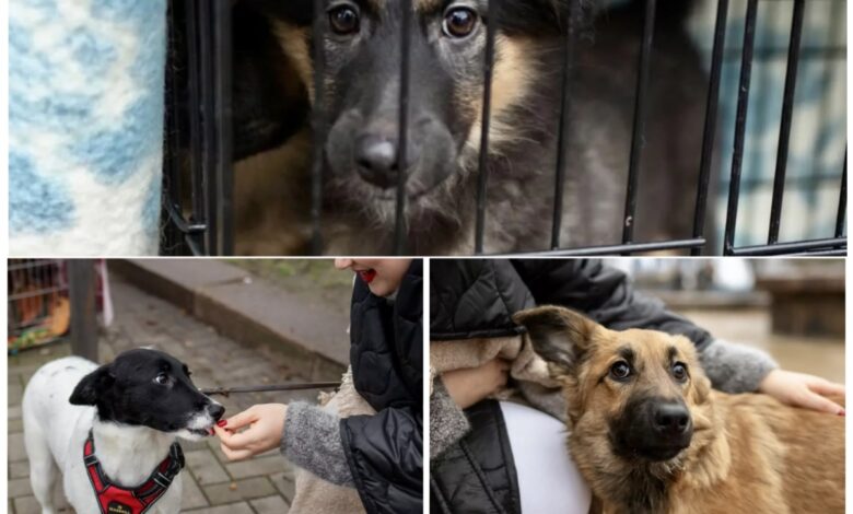 виставка прилаштування собак на БАМі