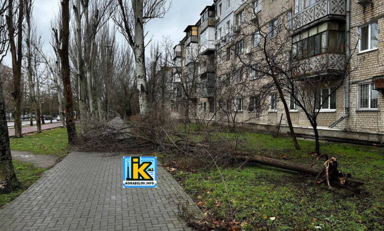 Повалене негодою дерево на пр. Корабелів у Миколаєві