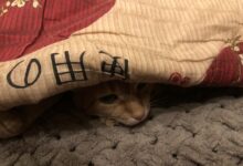 Коли у хаті холодно...