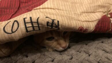 Коли у хаті холодно...