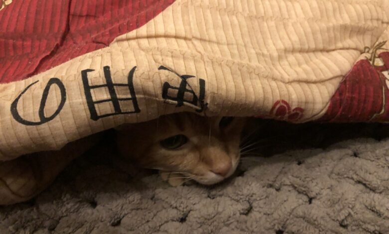 Коли у хаті холодно...