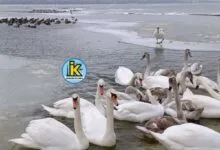 Птахи на пляжі Корабельного району