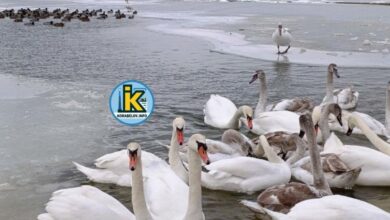 Птахи на пляжі Корабельного району