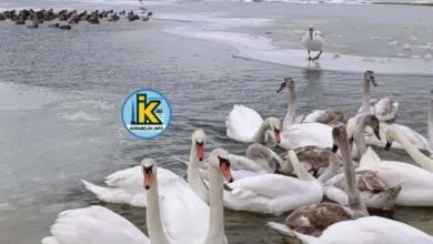 Птахи на пляжі Корабельного району