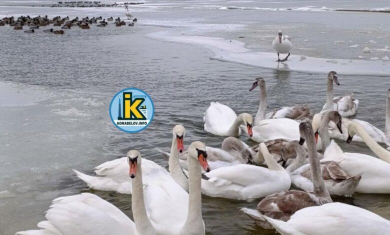 Птахи на пляжі Корабельного району