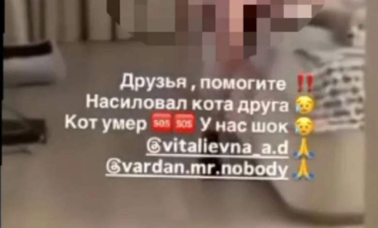 підлітки знущались над котом