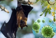 Плодові кажани - носії збудника нового небезпечного вірусу