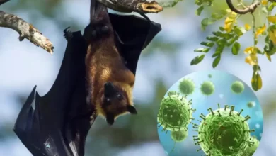 Плодові кажани - носії збудника нового небезпечного вірусу