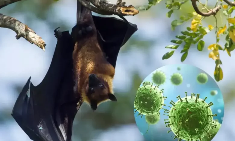 Плодові кажани - носії збудника нового небезпечного вірусу