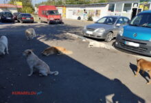 Безхатні собаки в Корабельному районі Миколаєва