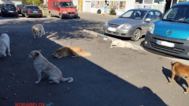 Безхатні собаки в Корабельному районі Миколаєва