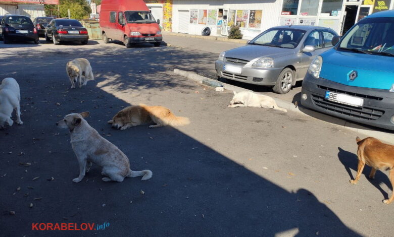 Безхатні собаки в Корабельному районі Миколаєва