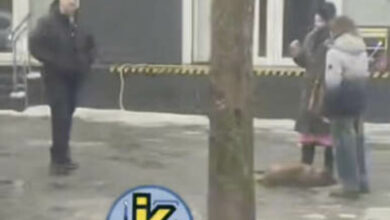 збив тварину біля Нової пошти