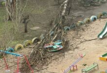 повалені дерева, після негоди