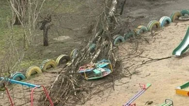 повалені дерева, після негоди