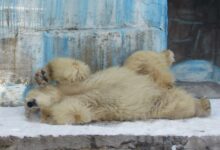 білий ведмідь у Миколаївському зоопарку