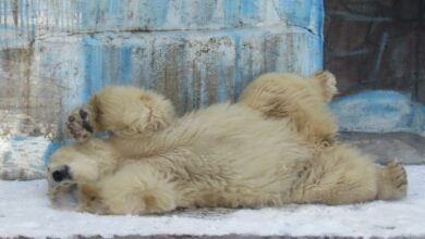 білий ведмідь у Миколаївському зоопарку