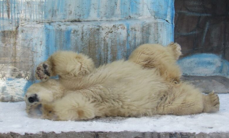 білий ведмідь у Миколаївському зоопарку