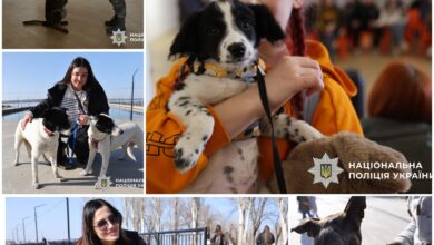 Під час виставки