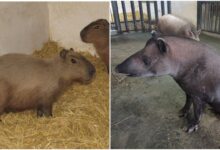Капібари і тапіри чекають сталого тепла