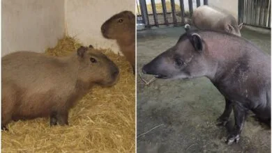 Капібари і тапіри чекають сталого тепла