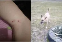 собака покусала жінку в Корабельному