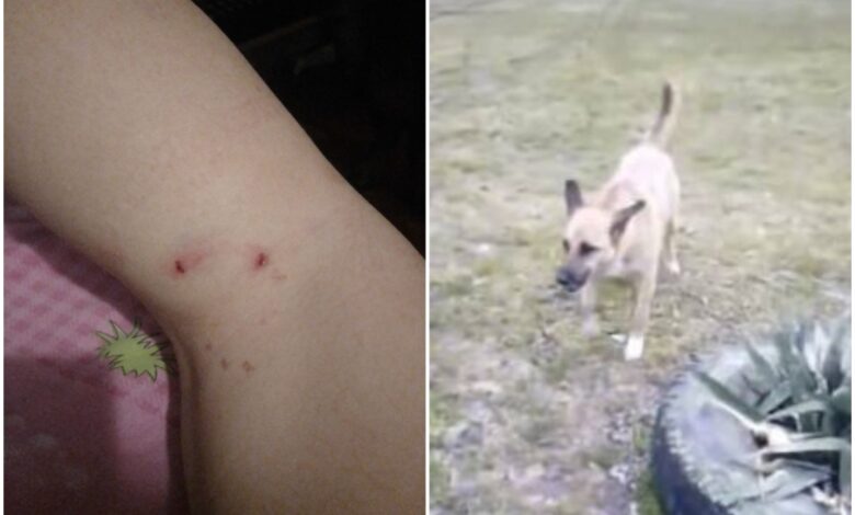собака покусала жінку в Корабельному