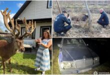 Борис, найвідоміший олень України