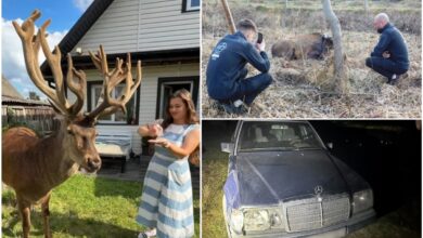 Борис, найвідоміший олень України