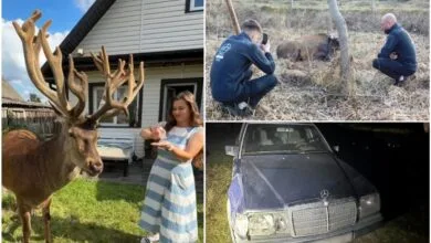 Борис, найвідоміший олень України