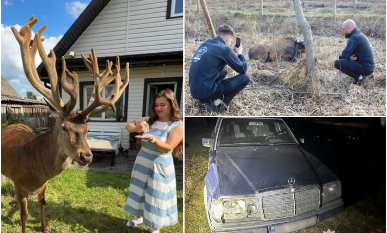 Борис, найвідоміший олень України