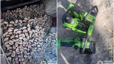 спиляні дерева