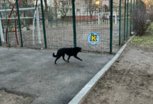 Собака, що вкусив підлітка в Корабельному районі Миколаєва