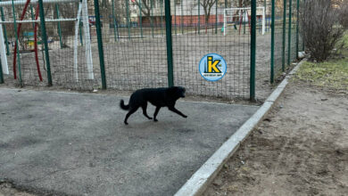 Собака, що вкусив підлітка в Корабельному районі Миколаєва