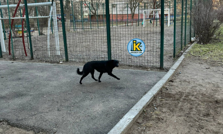 Тихо напав ззаду: бродячий собака вкусив підлітка в Корабельному районі