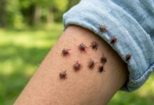 Кліщі можуть переносити небезпечні хвороби