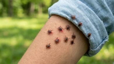 Кліщі можуть переносити небезпечні хвороби