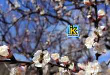 Цвіт абрикосу