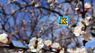 Цвіт абрикосу