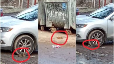 Щури йдуть на Миколаїв?