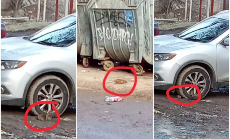 Щури йдуть на Миколаїв?