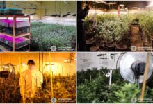 Наркотична плантація "за наукою"