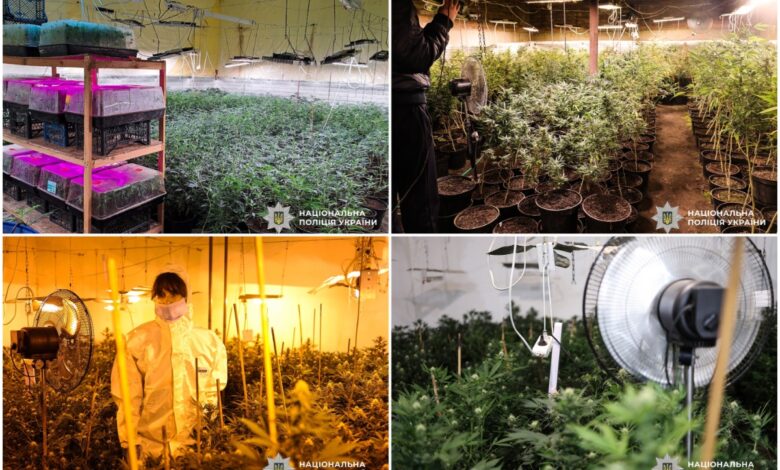 Наркотична плантація "за наукою"