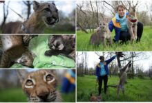 Марися, Аміна та їхня "мама" Тетяна (фото Суспільне Миколаїв/Олександр Гордієнко)