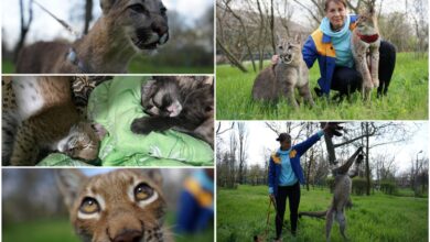 Марися, Аміна та їхня "мама" Тетяна (фото Суспільне Миколаїв/Олександр Гордієнко)