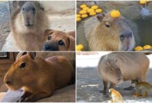 Знайомтесь: капібари!