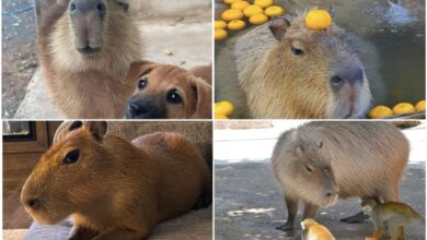 Знайомтесь: капібари!