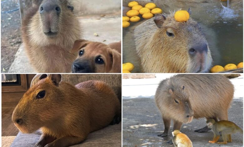 Знайомтесь: капібари!